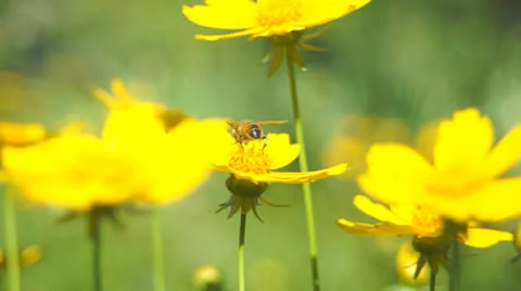 Bee on flower 動画素材 25821278