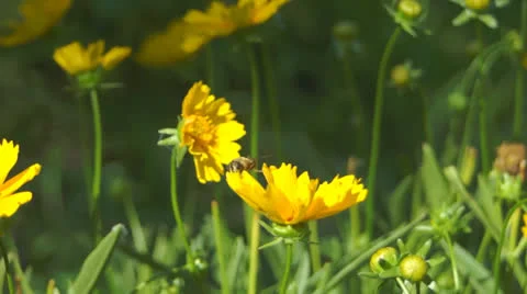 Bee on flower 스톡 동영상 25821798