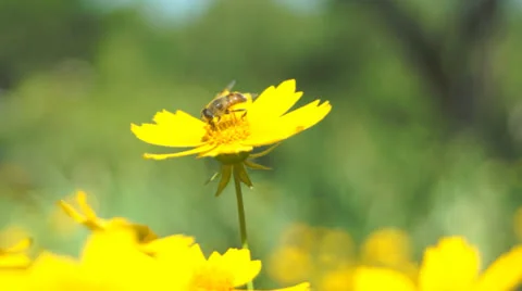 Bee on flower Stock-Footage 25822566