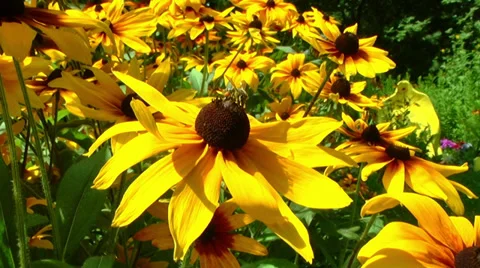 Bee on a flower Stock Footage 27897125