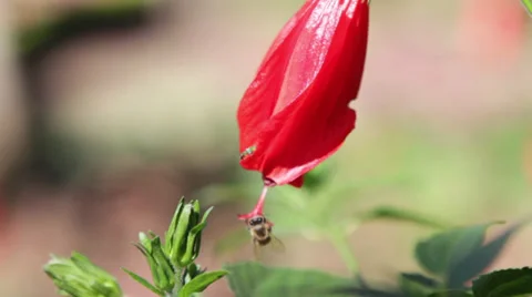 Bee Flower 스톡 동영상 29794712