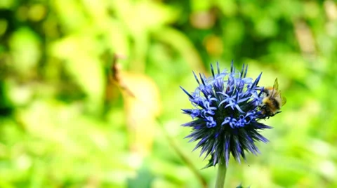 Bee on flower Stock-Footage 30467550
