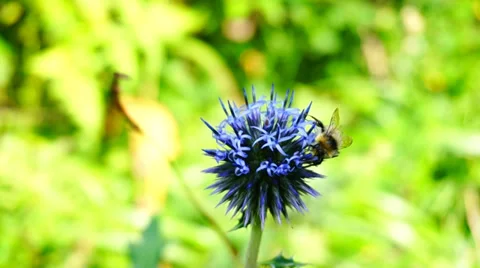Bee on flower Stock-Footage 30467563