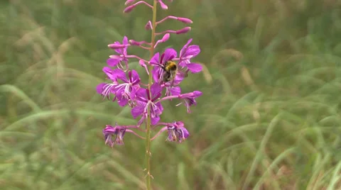 Bee on flower Stock Footage 31206691