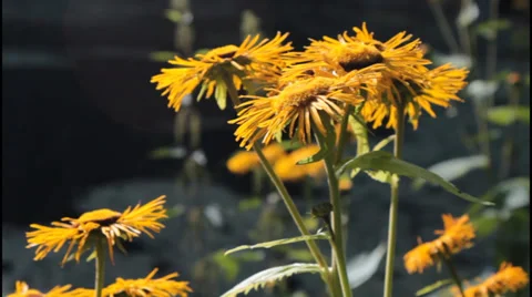 Bee on a flower Stock Footage 31246749