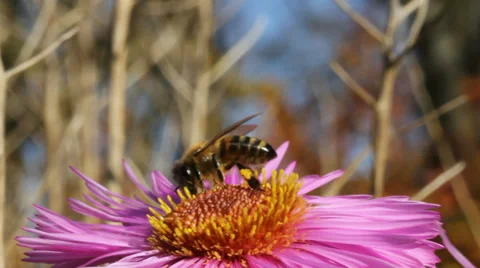 Bee on flower. Stockbeeldmateriaal 31703383