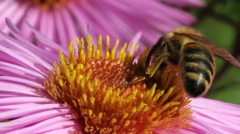 Bee on flower. Stockbeeldmateriaal 31703582