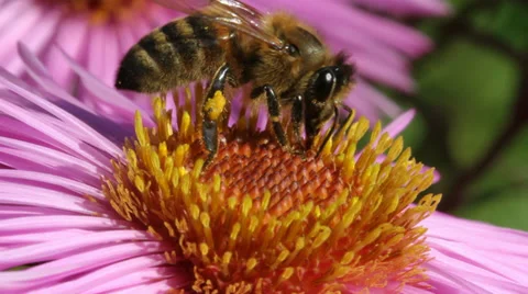 Bee on flower. Stockbeeldmateriaal 31703590