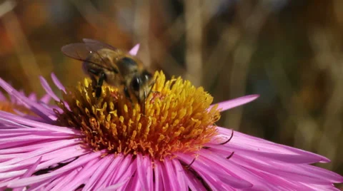 Bee on the flower. Stockbeeldmateriaal 31703985