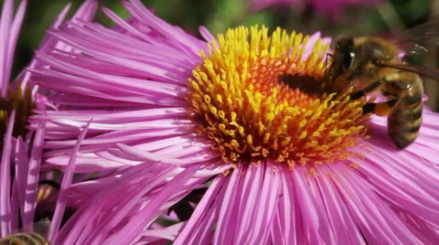 Bee on the flower. Stockbeeldmateriaal 32169231