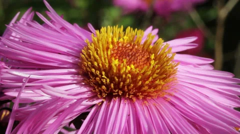 Bee on the flower. Stockbeeldmateriaal 32169316