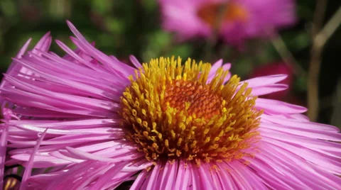 Bee on the flower. Stockbeeldmateriaal 32169328