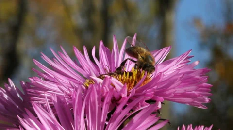 Bee on the flower. Stockbeeldmateriaal 32169351