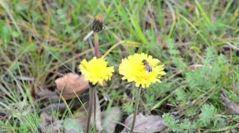Bee on the flower Stock Footage 32313536