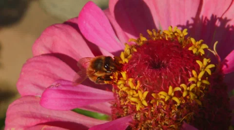 Bee on a flower Stock Footage 32689889