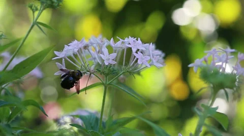 Bee on a Flower Vidéo 33248183