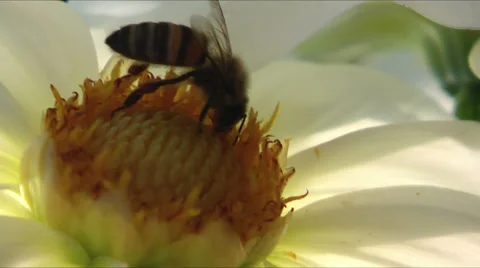 Bee on flower Stock Footage 33817277