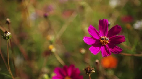 Bee on a flower Stock Footage 34687333