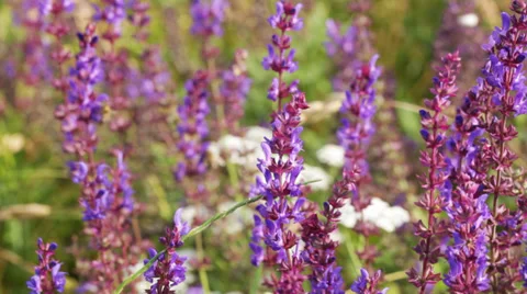 Bee on flower Stock Footage 35859431