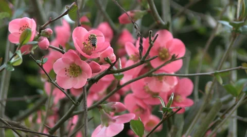 Bee on the flower Stock Footage 36525611
