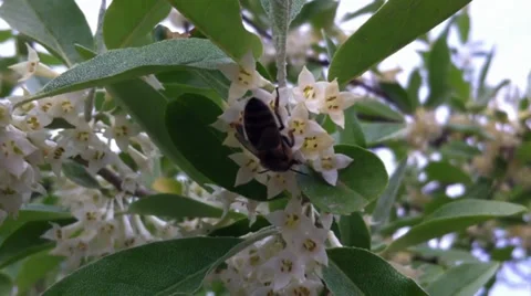 Bee on flower Stock Footage 37521889