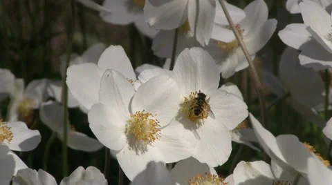 Bee on flower Stock Footage 38204448