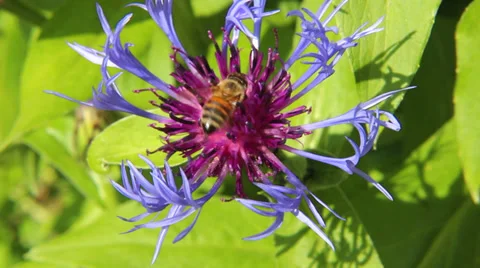 Bee in flower Stock Footage 38704603
