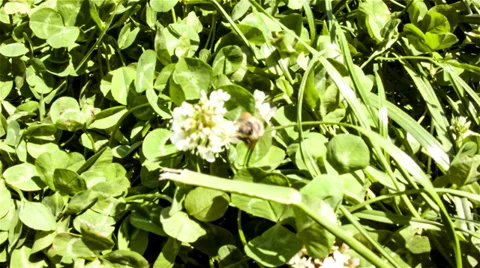 Bee On Flower Vidéo 38707595
