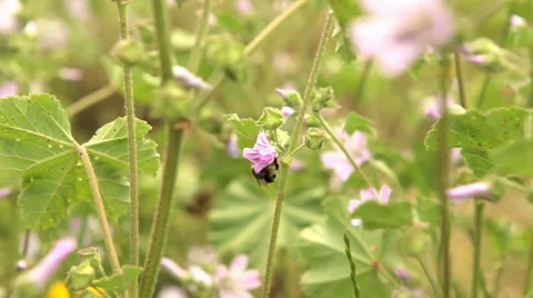 Bee on Flower Video stock 38799047