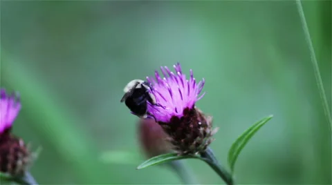 Bee on a flower Stock Footage 40593965