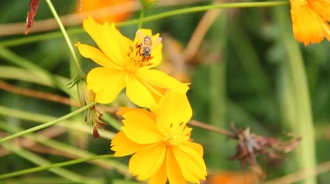 Bee on flower Stock Footage 40634571