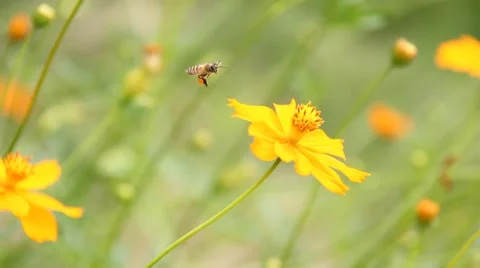 Bee on flower Stock Footage 40634871