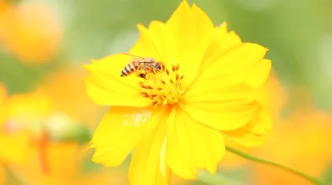 Bee on flower Stock Footage 40635984