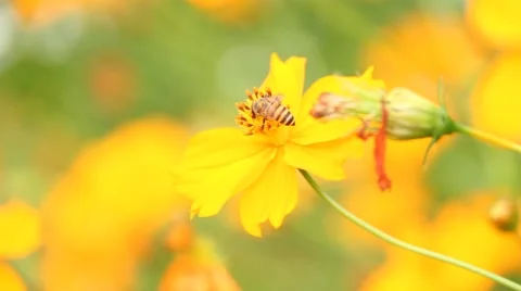 Bee on flower Stock Footage 40637367