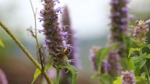Bee on flower Stock Footage 40674391
