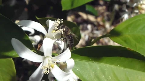 Bee in flower Video stock 41290558