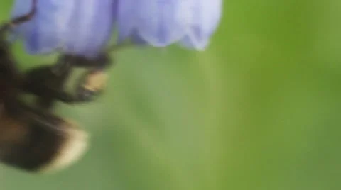 Bee in flower Stock Footage 41541753