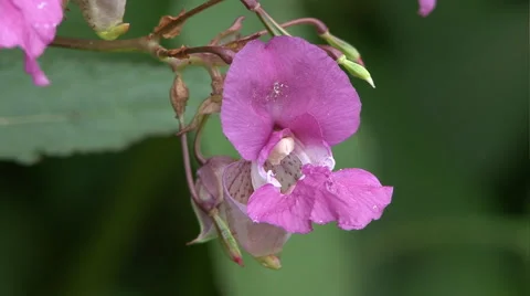 Bee in flower Stock Footage 44298818
