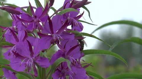 Bee on flower Video stock 46254588