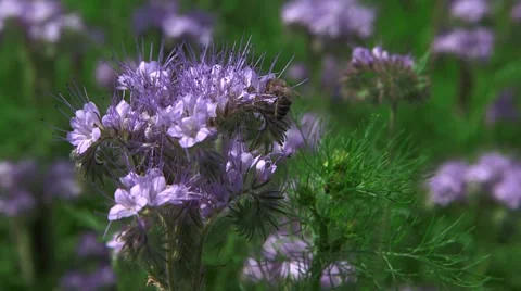 Bee On a Flower Stock Footage 47733556