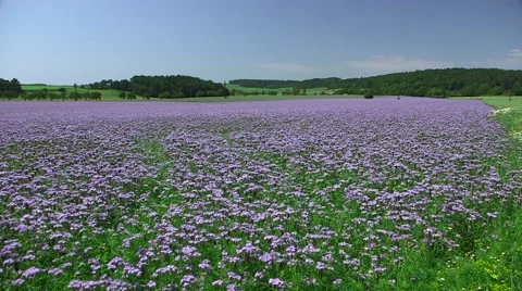 Bee On a Flower Stock Footage 47735162
