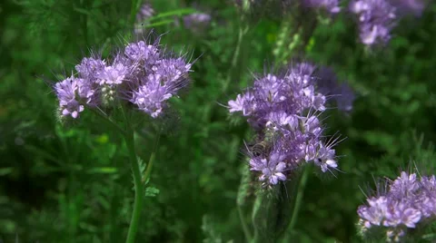 Bee On a Flower Stock Footage 47735332
