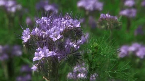 Bee On a Flower Stock Footage 47735735