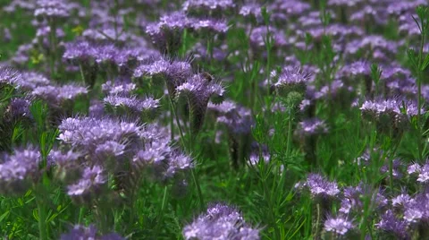 Bee On a Flower Stock Footage 47735866