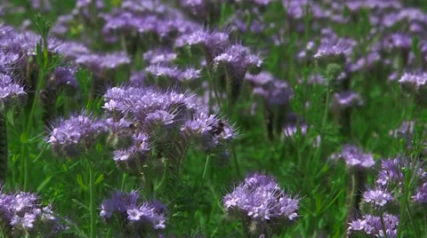 Bee On a Flower Stock Footage 47735962