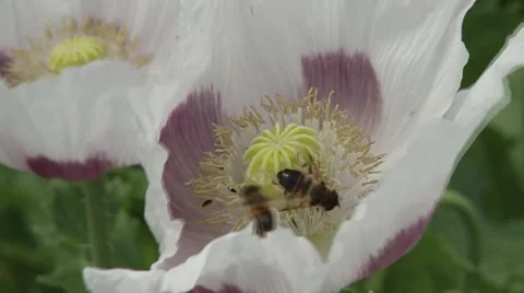 Bee On a Flower Stock Footage 47740476