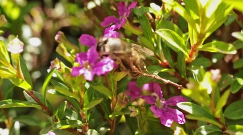 Bee on a flower Stock Footage 47865950