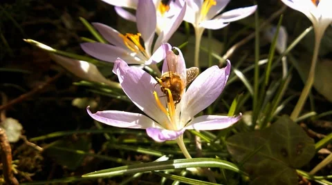 Bee with flower Video stock 49682216