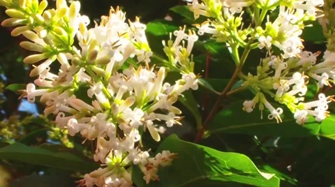 Bee on Flower Stock Footage 53281480