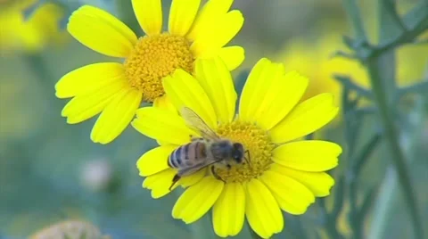 A bee on a flower Vidéo 53449019